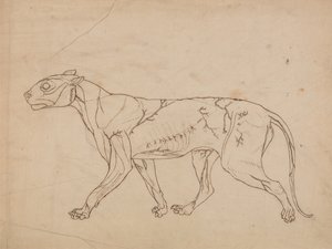 人体の構造とトラやカビの構造の比較解剖学的公開
